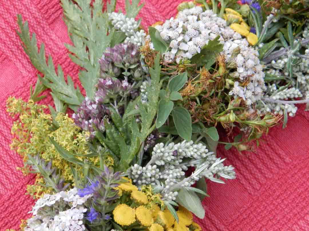 Wildbeeren und Obst aus der Natur - Führung